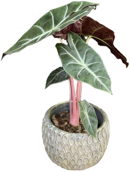 Alocasia - PINK DRAGON
