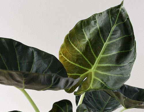 Alocasia odora x reginula - REGAL SHIELD - Little Asian Queen