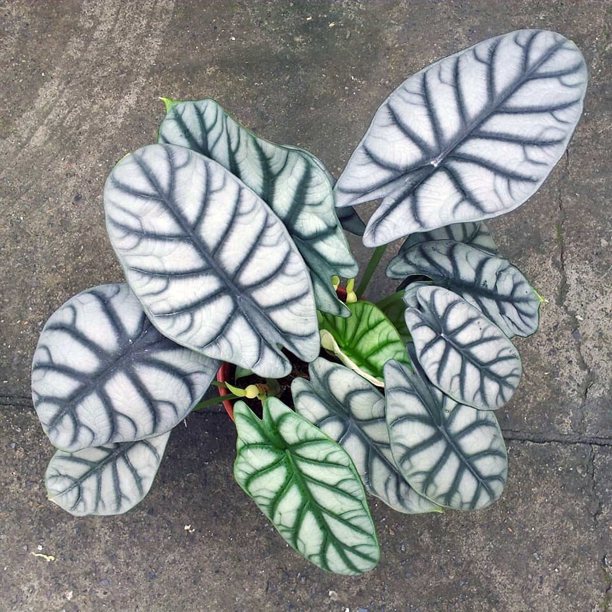 Alocasia baginda - SILVER DRAGON - Dragon Plant