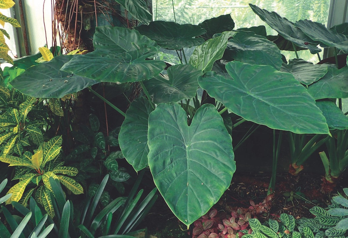 Alocasia wentii - New Guinea Shield