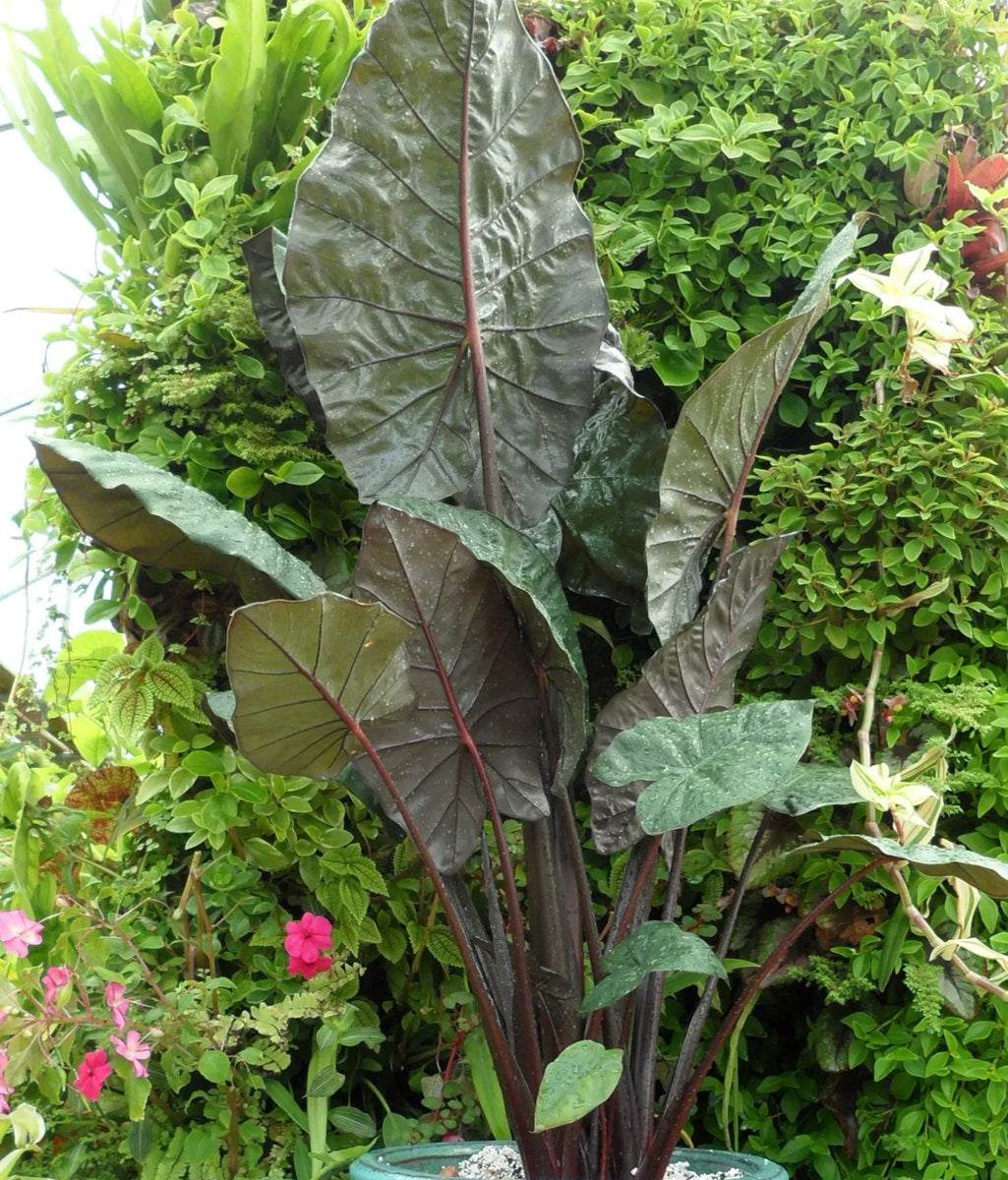 elephant ear plant for sale perth Alocasia sarawakensis - YUCATAN PRINCESS