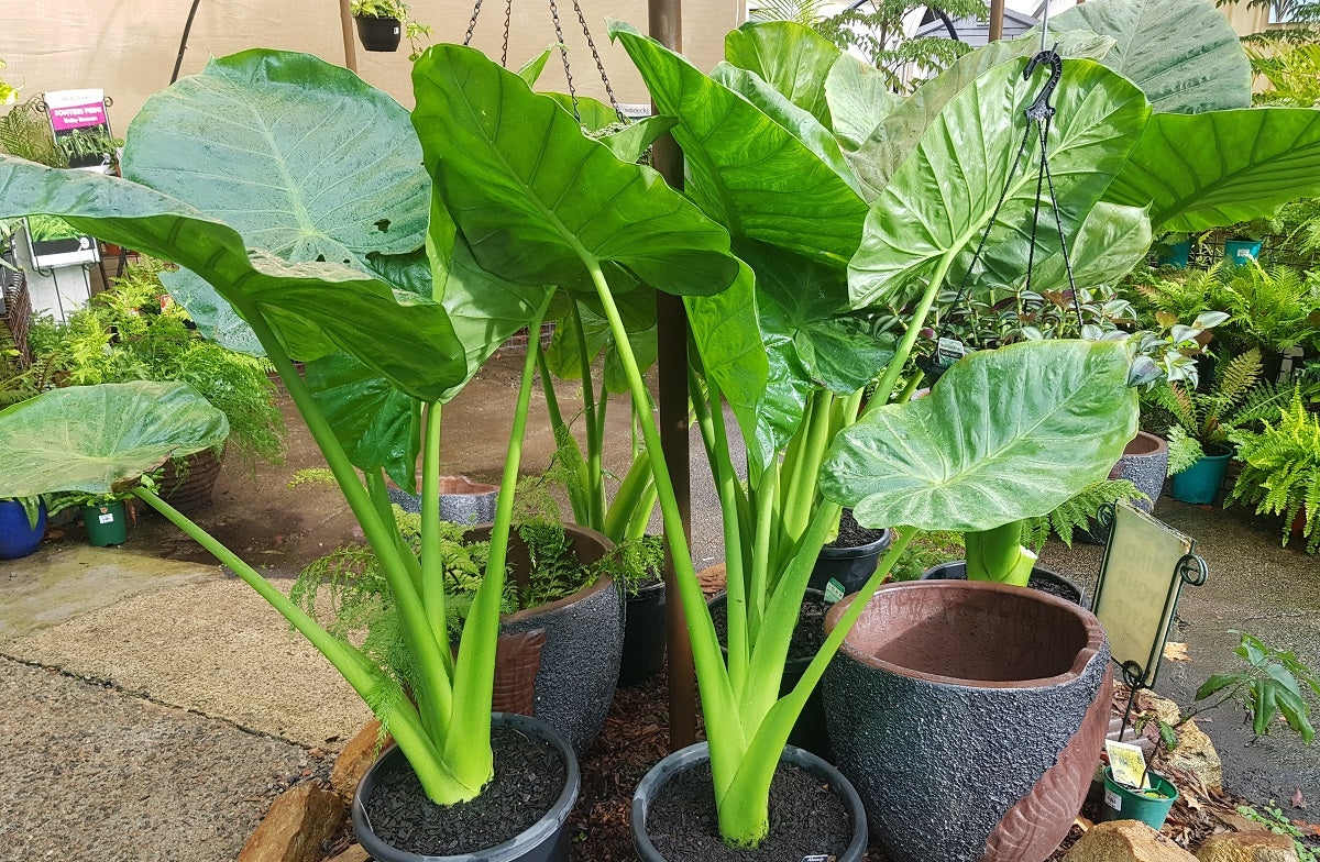 Alocasia macrorrhizos - Giant Taro