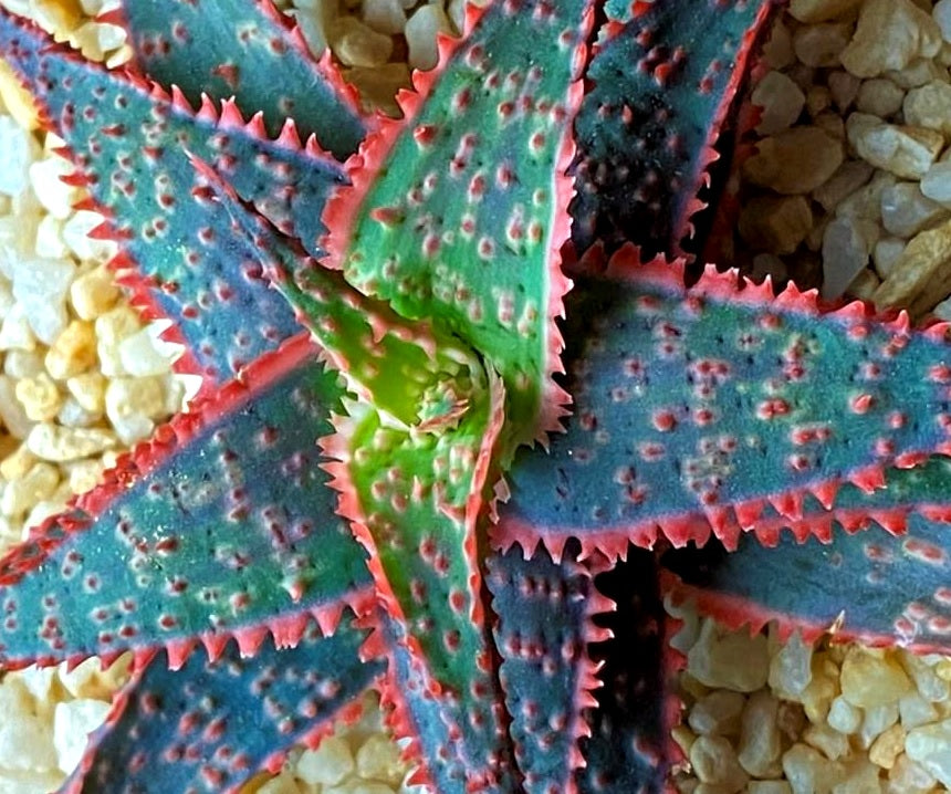 Aloe - CHRISTMAS CAROL