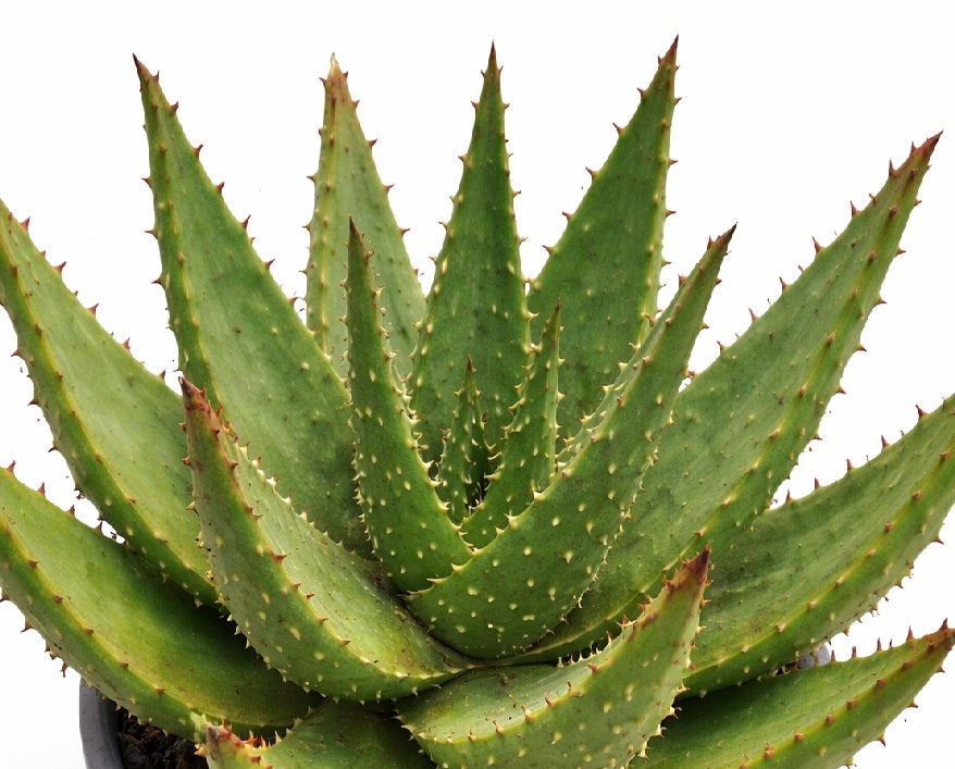 Aloe aculeata - WHITE THORNS - Red Hot Poker Plant