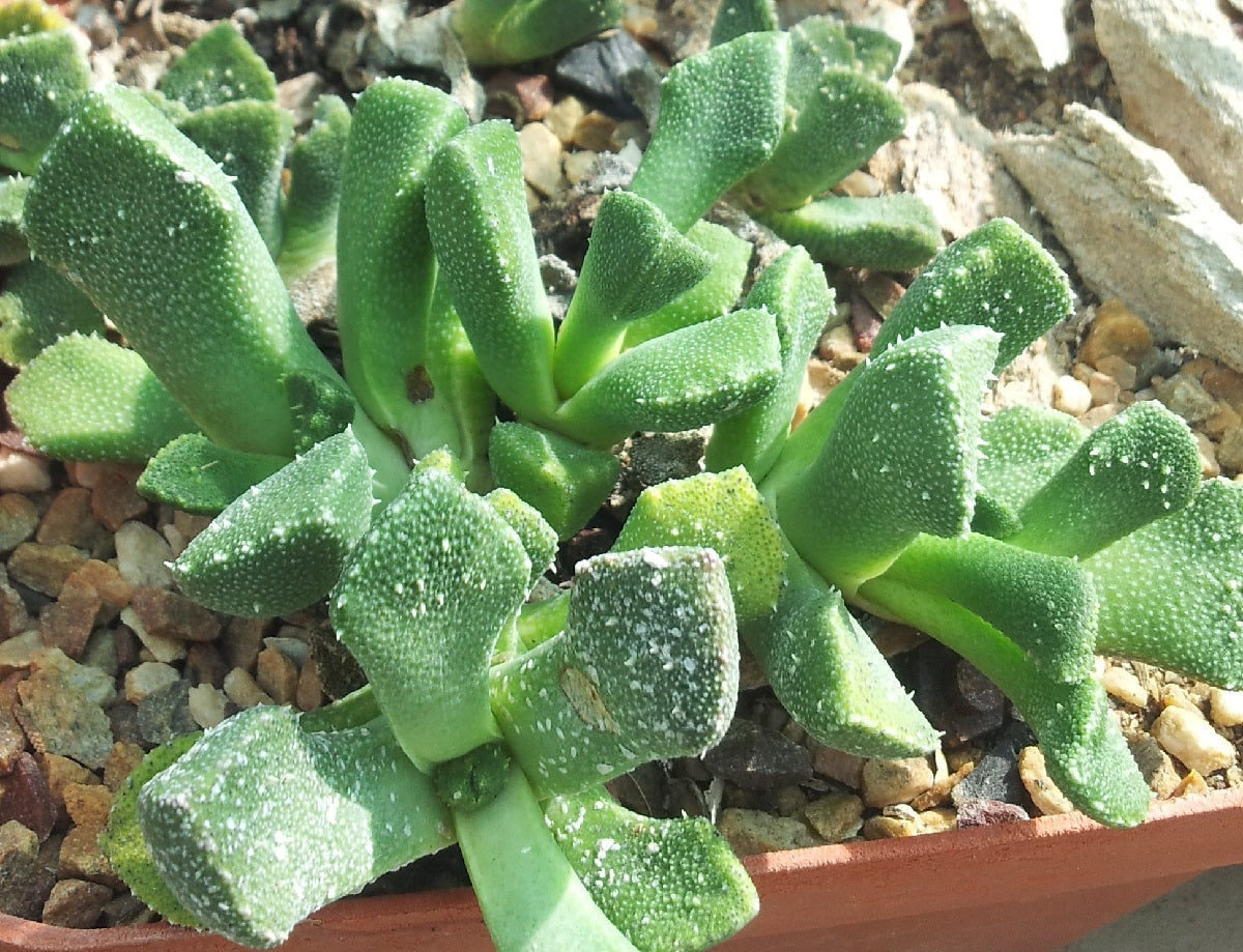 Aloinopsis luckhoffii - Living Stones