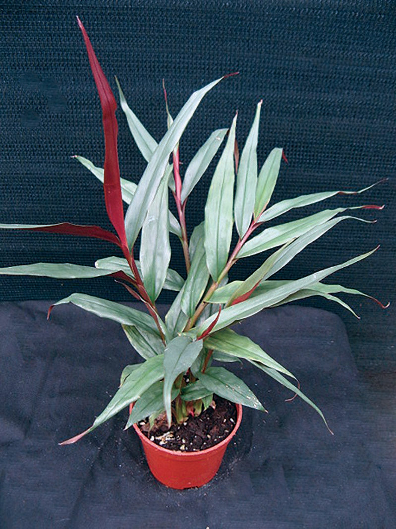 Alpinia luteocarpa - RED RUBIN - Red Bamboo Ginger