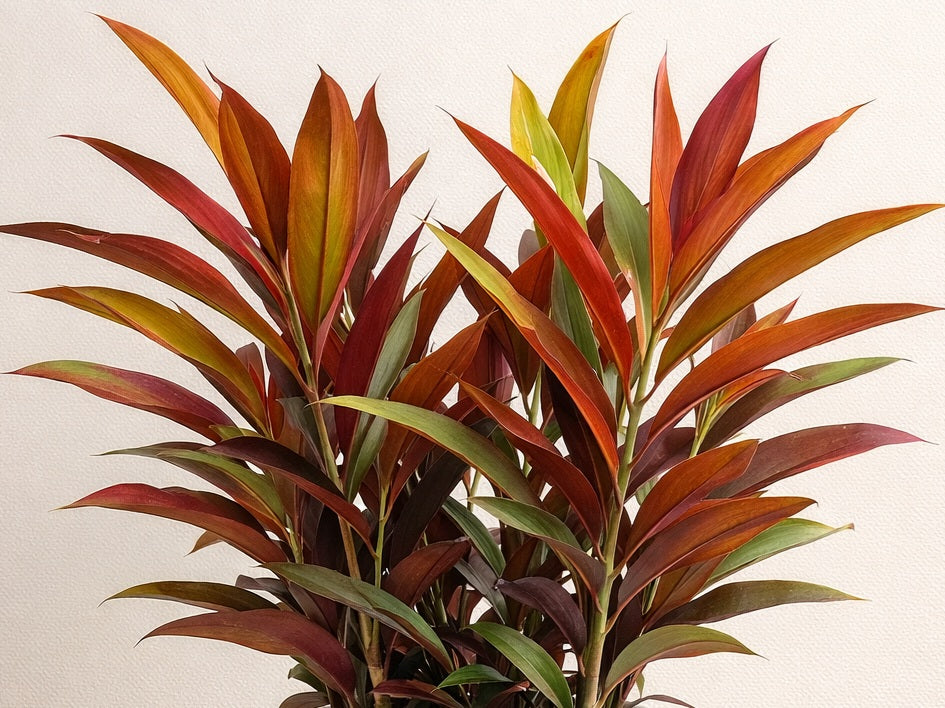 Alpinia caerulea - Red Back Ginger