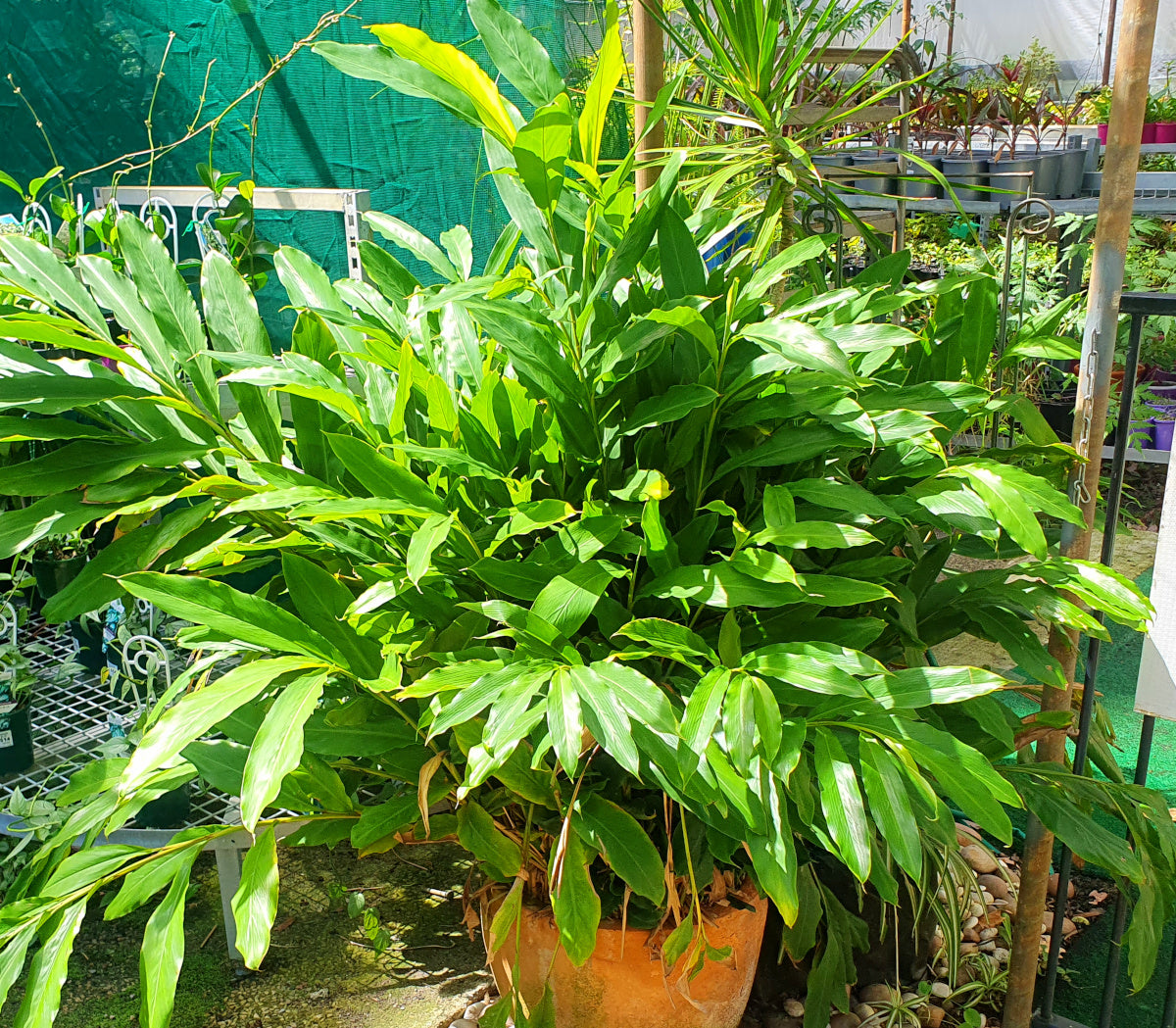 Alpinia nutans - Dwarf Cardamom