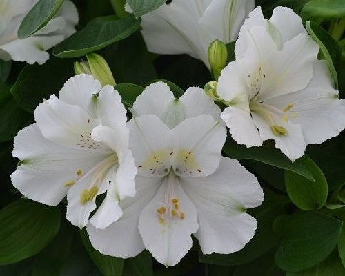 Alstroemeria - CLAIRE - Peruvian Princess Lily 'Zapriclair' PBR