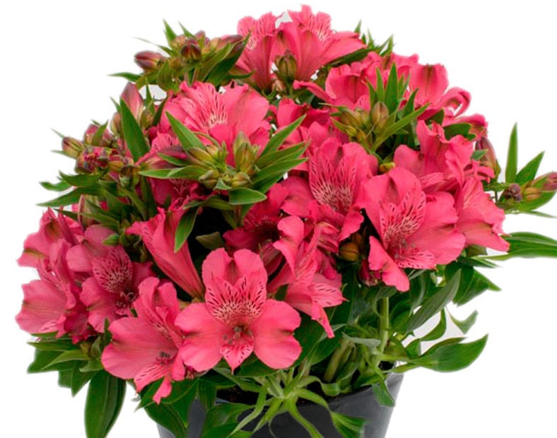 Alstroemeria - INCA CANDY - Peruvian Princess Lily