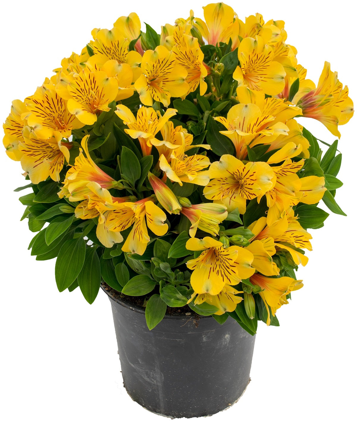Alstroemeria - INCA GOLD RUSH - Peruvian Princess Lily