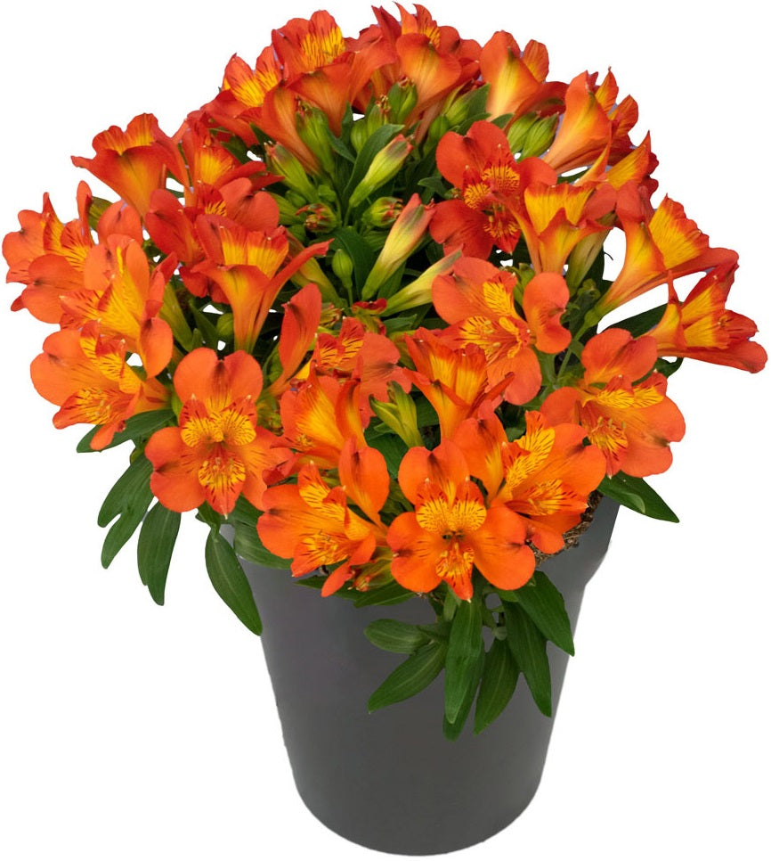 Alstroemeria - INCA HOLLAND - Peruvian Princess Lily