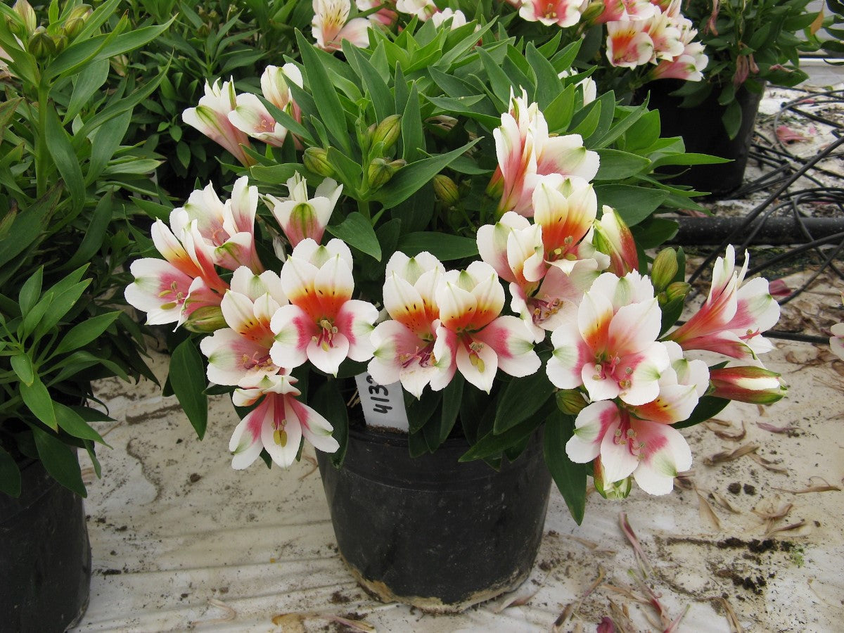 Alstroemeria - INCA LUCKY - Peruvian Princess Lily