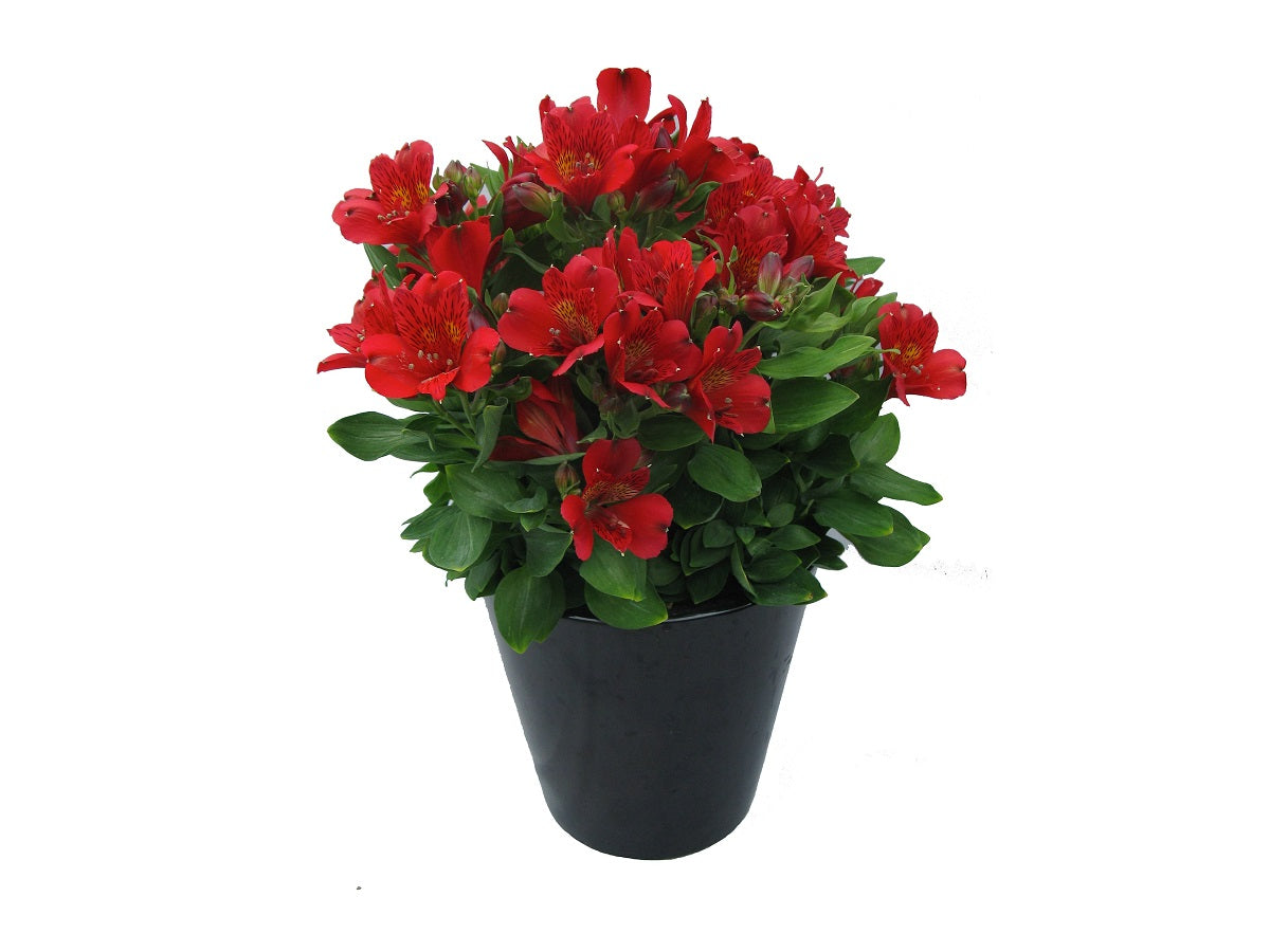 Alstroemeria - INCA VITO - Peruvian Princess Lily