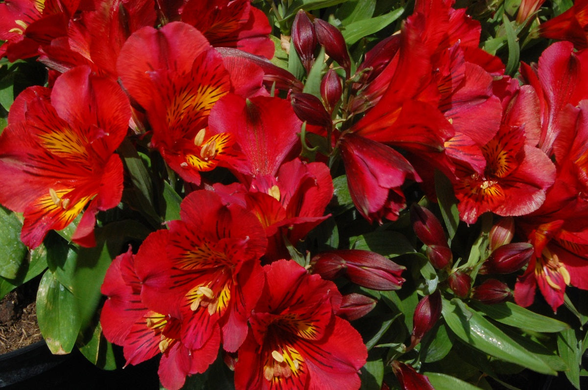 Alstroemeria - KATE - Peruvian Princess Lily 'Zaprikate' PBR
