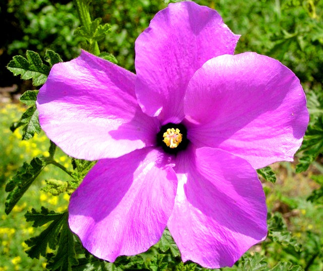 Alyogyne huegelii - EAST COAST GEM - Native Hibiscus