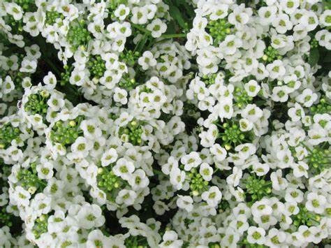 Sweet Alyssum - SNOW CRYSTAL - Lobularia maritima