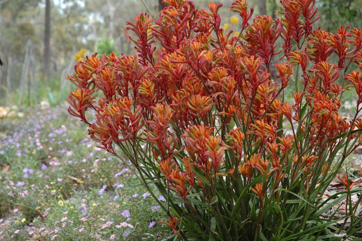 Anigozanthos - BUSH BLITZ - Kangaroo Paw 'Ramboblitz' PBR