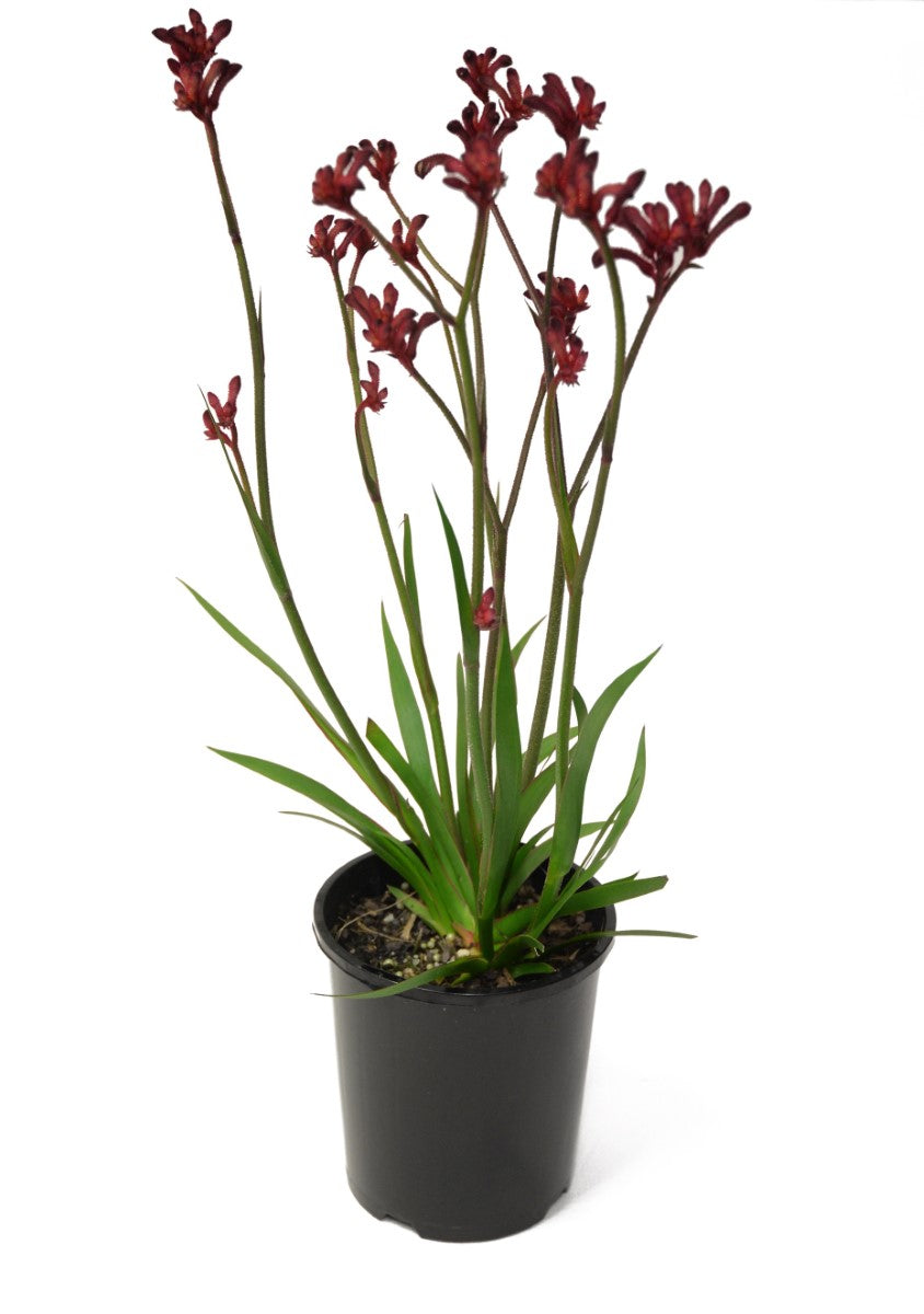 Anigozanthos - BUSH ELEGANCE - Kangaroo Paw 'Rambueleg' PBR