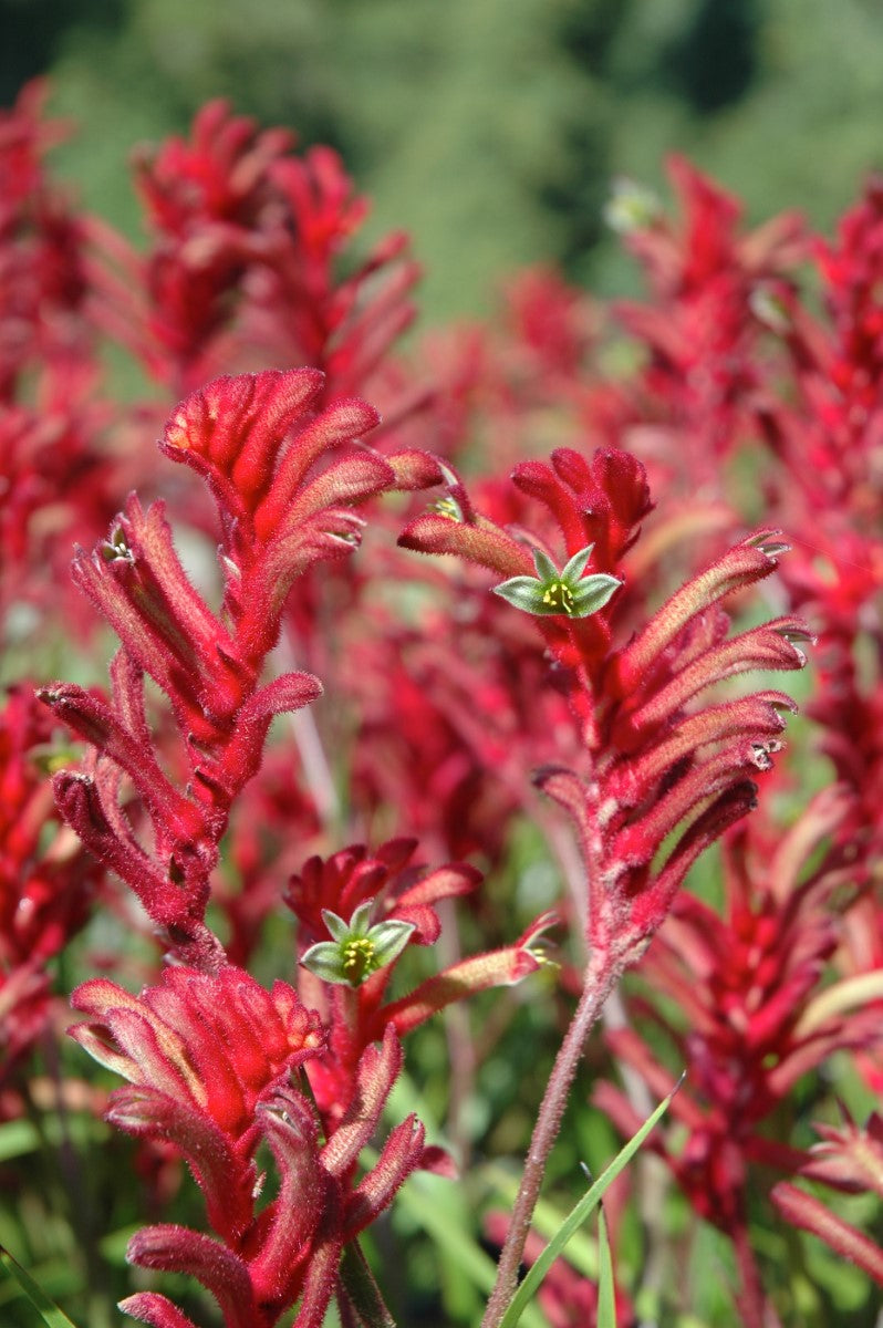 Anigozanthos - BUSH ELEGANCE - Kangaroo Paw 'Rambueleg' PBR