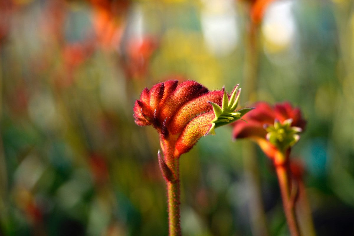 Anigozanthos - BUSH SURPRISE - Kangaroo Paw 'Ramboprise' PBR