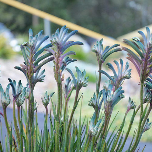 Anigozanthos - Celebrations® COCKTAIL™ - Kangaroo Paw 'KPTAIL' PBR