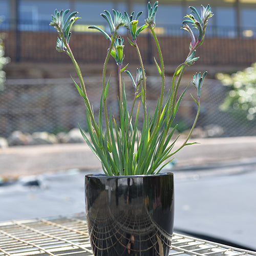 Anigozanthos - Celebrations® COCKTAIL™ - Kangaroo Paw 'KPTAIL' PBR