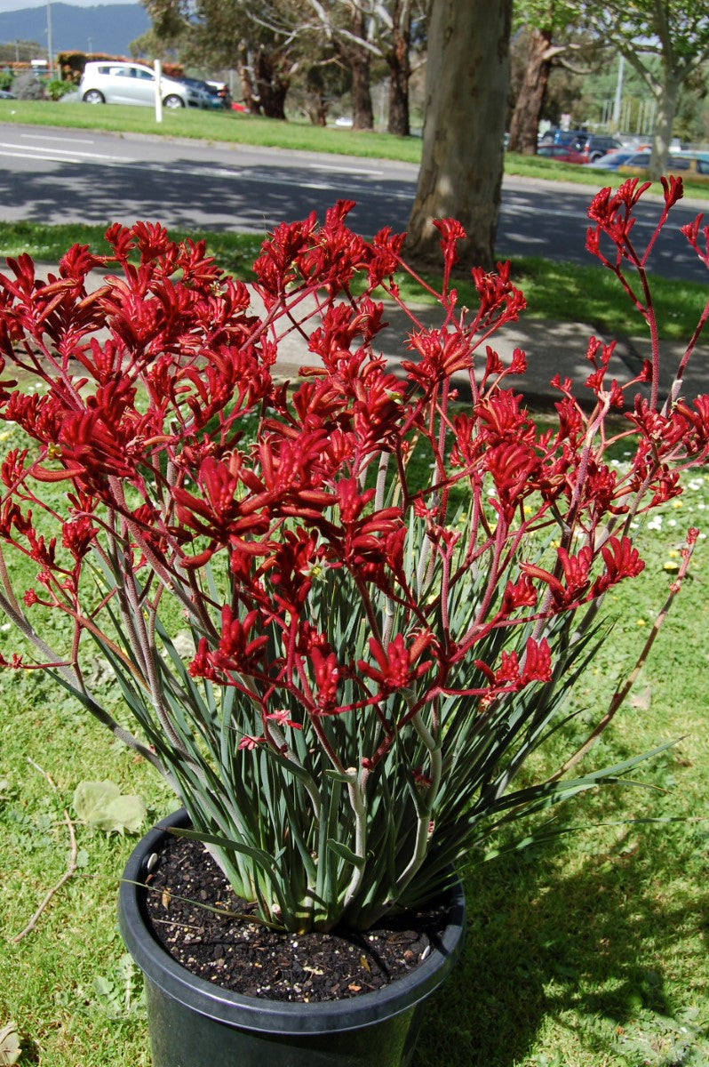 Anigozanthos - FROSTY RED - Kangaroo Paw 'ARS01' PBR