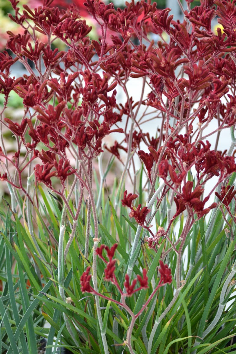 Anigozanthos - FROSTY RED - Kangaroo Paw 'ARS01' PBR