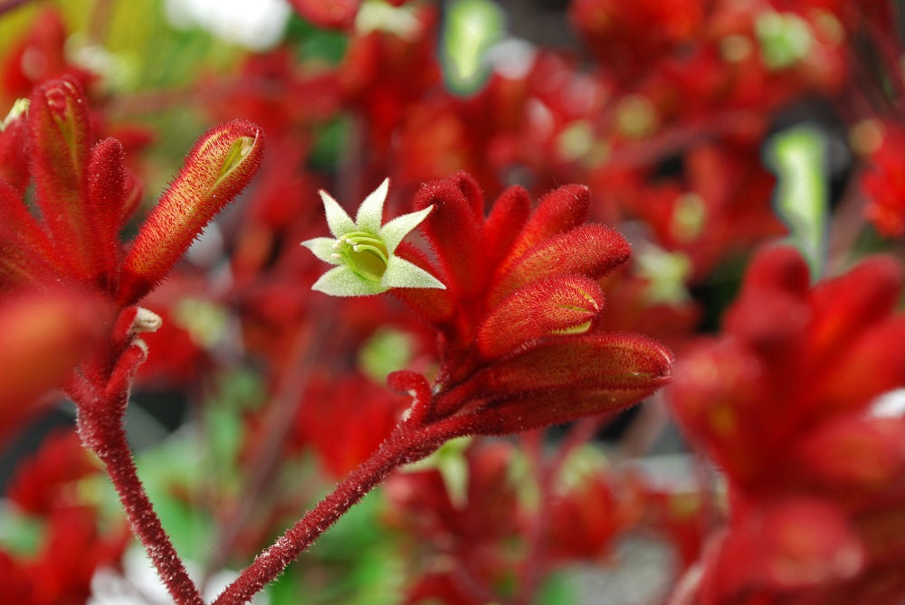 Anigozanthos - FROSTY RED - Kangaroo Paw 'ARS01' PBR
