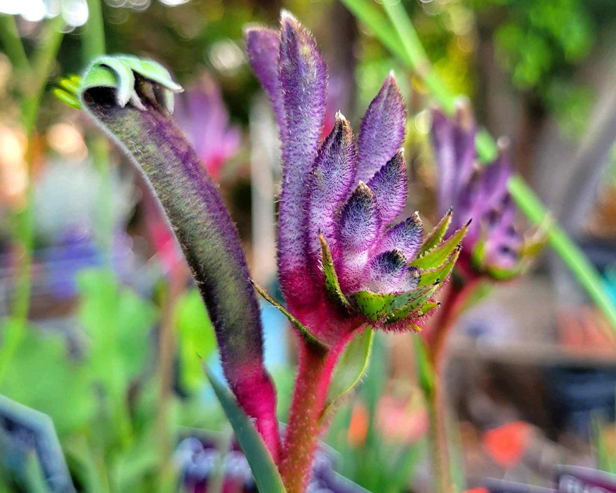 Anigozanthos - Celebrations® JAZZ™ - Kangaroo Paw 'KPJAZZ' PBR
