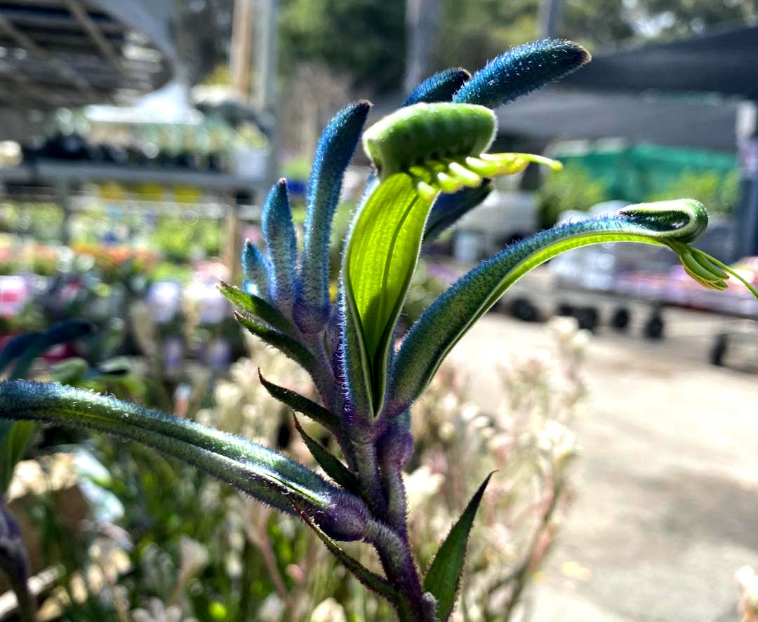 Is kangaroo paw sales poisonous to dogs
