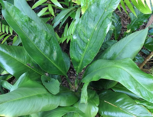 Anthurium coriaceum - Paddle-Leaf Anthurium