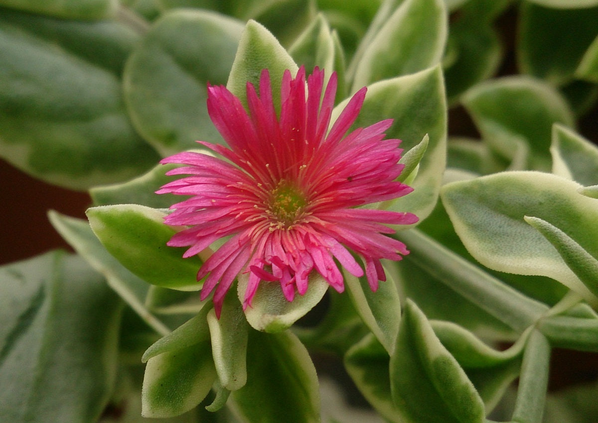 Mesembryanthemum cordifolium - MEZOO TRAILING RED - Variegated Baby Sunrose