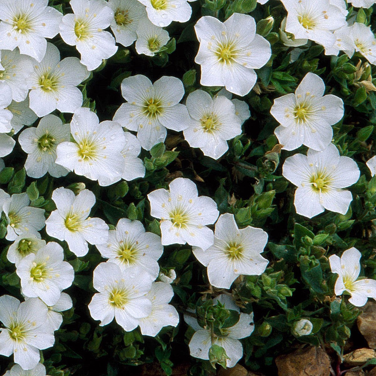 Arenaria montana - Mountain Sandwort