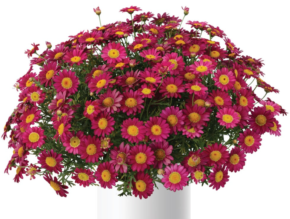 Argyranthemum frutescens - Angelic™ BURGUNDY - Marguerite Daisy