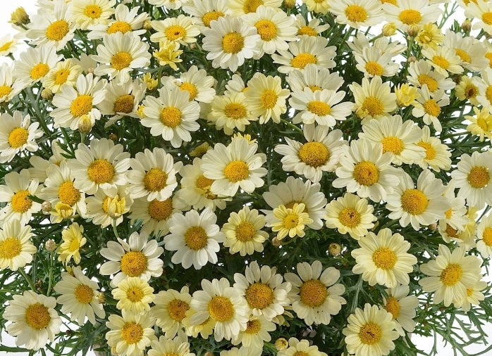 Argyranthemum frutescens - Angelic™ LEMON PASTEL - Marguerite Daisy