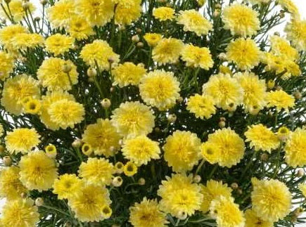 Argyranthemum frutescens - Angelic™ MAIZE - Marguerite Daisy