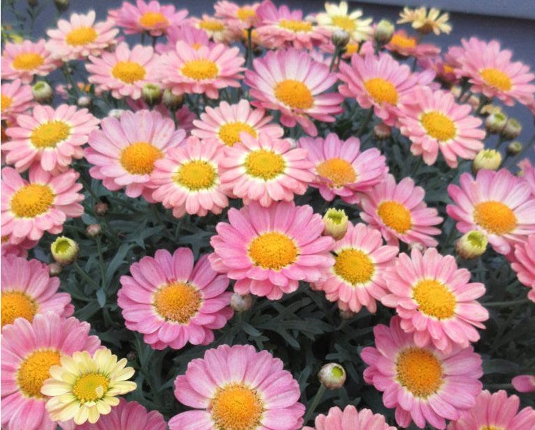 Argyranthemum frutescens - Angelic™ SWEETS - Marguerite Daisy