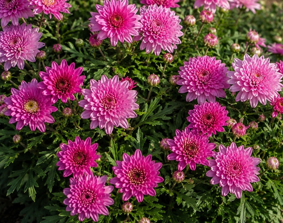 Argyranthemum frutescens - DOUBLE PINK - Marguerite Daisy