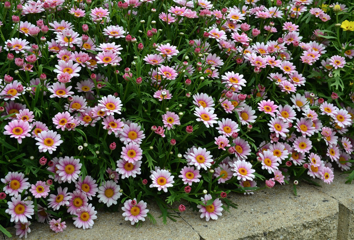 Argyranthemum frutescens - Lollies™ MARSHMALLOW - Marguerite Daisy