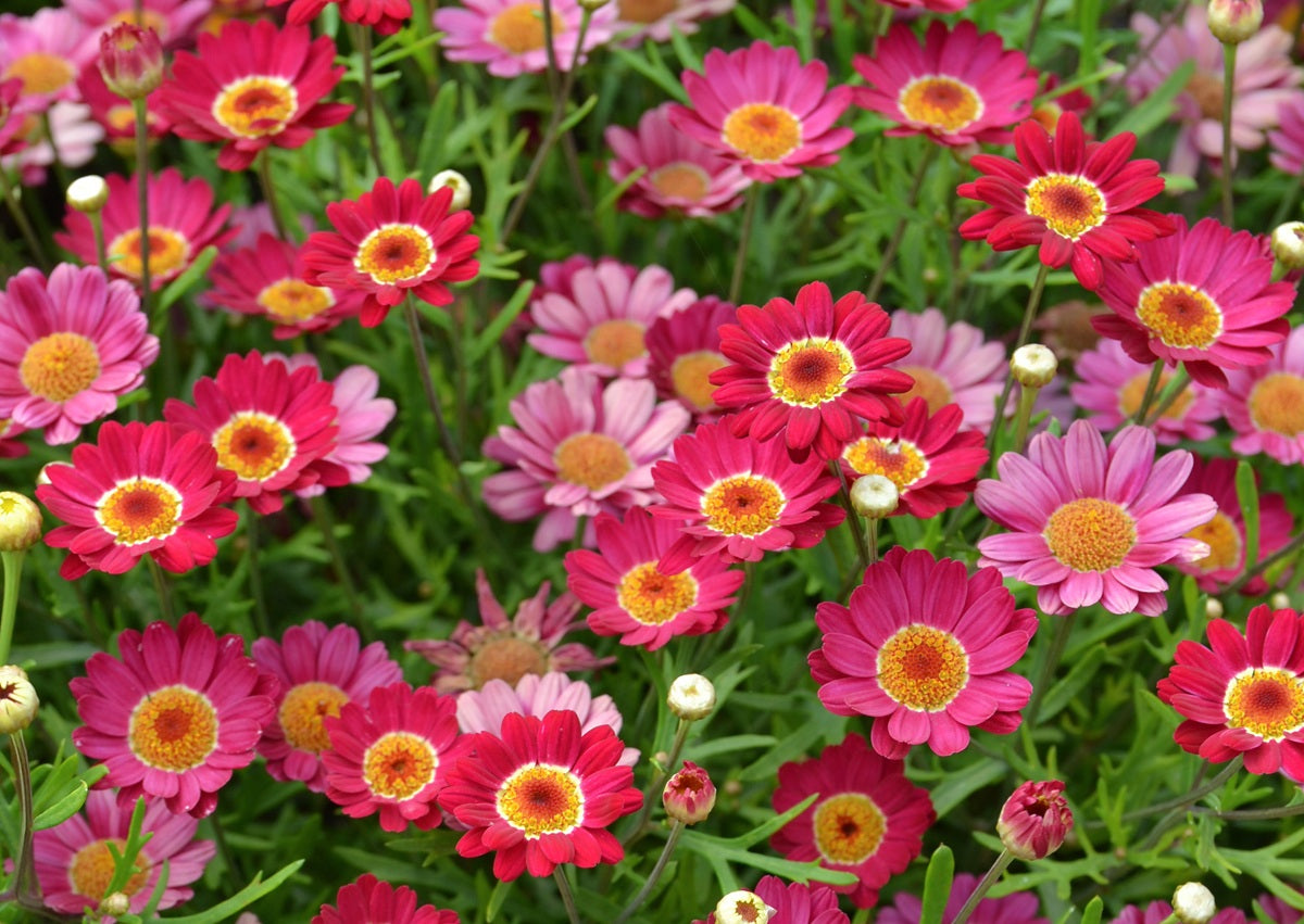 Argyranthemum frutescens - Madeira™ SINGLE RED - Marguerite Daisy