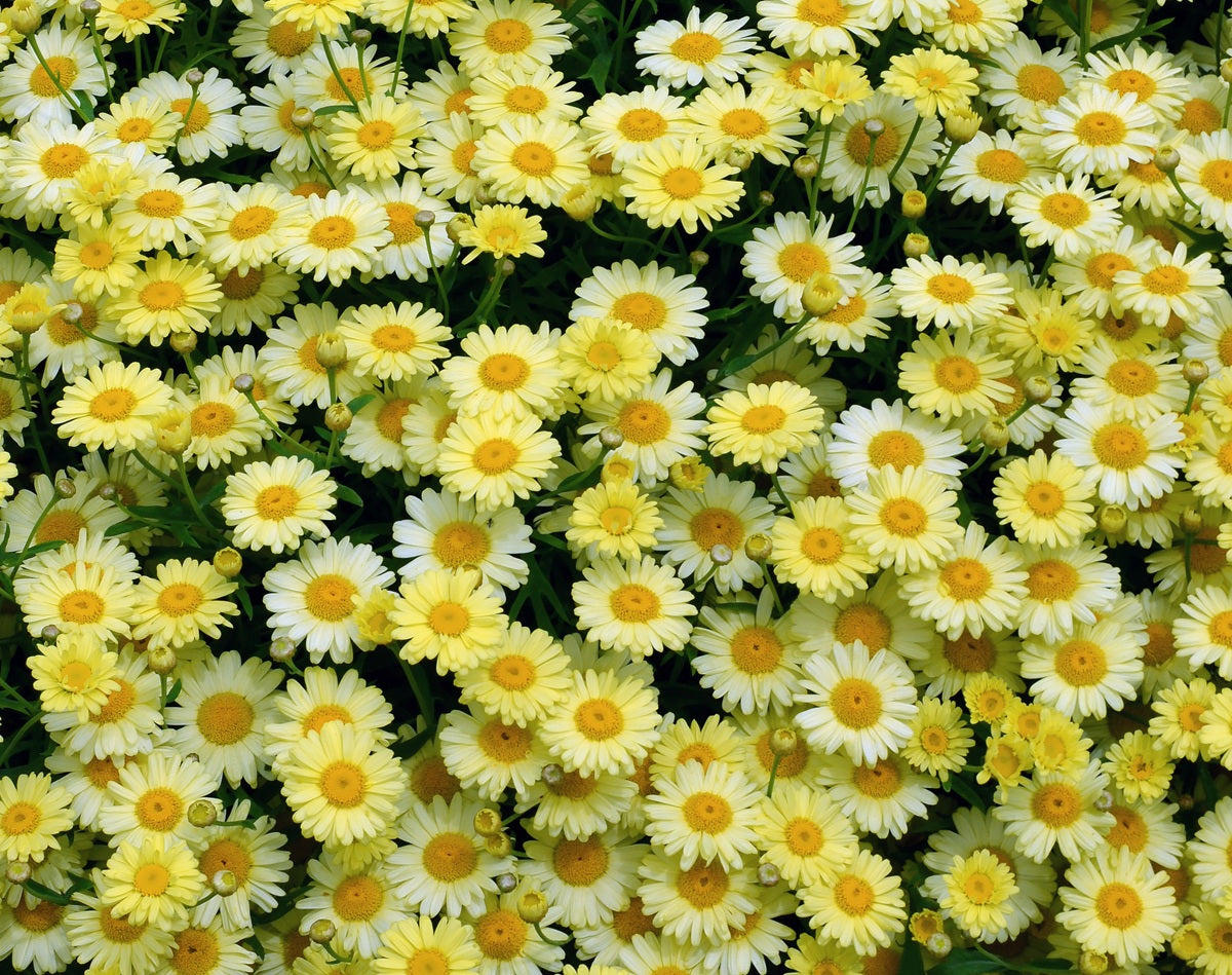 Argyranthemum frutescens - Madeira™ SINGLE YELLOW - Marguerite Daisy