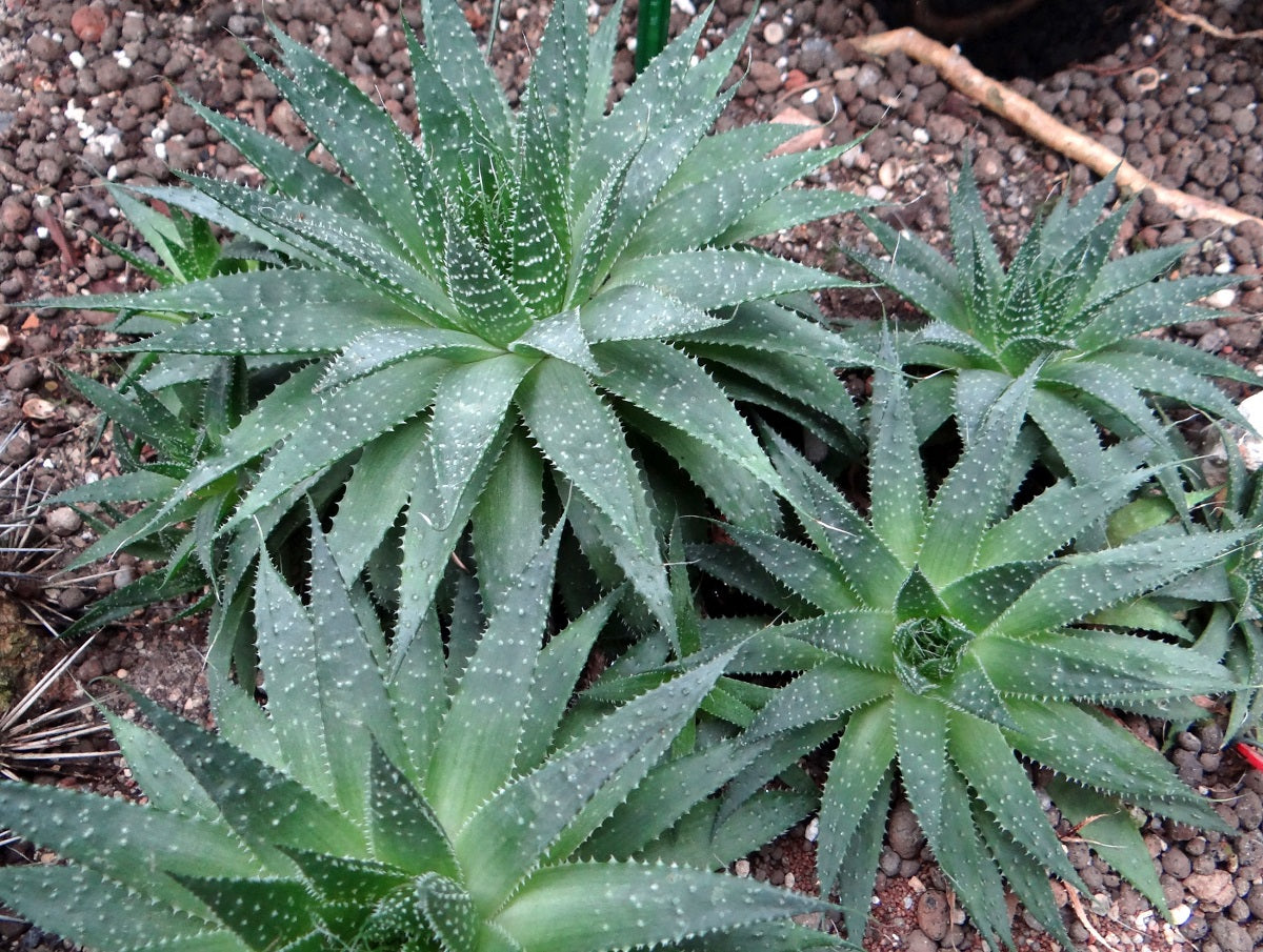 Aristaloe aristata - Lace Aloe