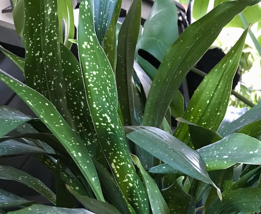 Aspidistra elatior - MILKY WAY - Variegated Cast-Iron Plant