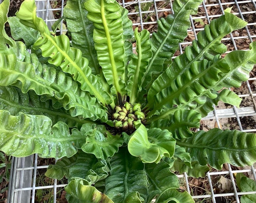 Asplenium nidus - CRISPY WAVE - Birds Nest Fern 'MICHALA-2005' PBR