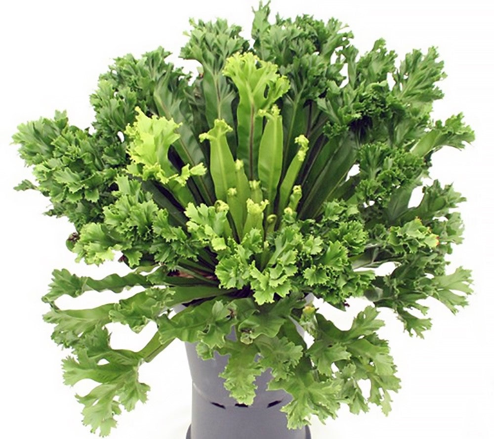 Asplenium antiquum - CRISSIE - Birds Nest Fern