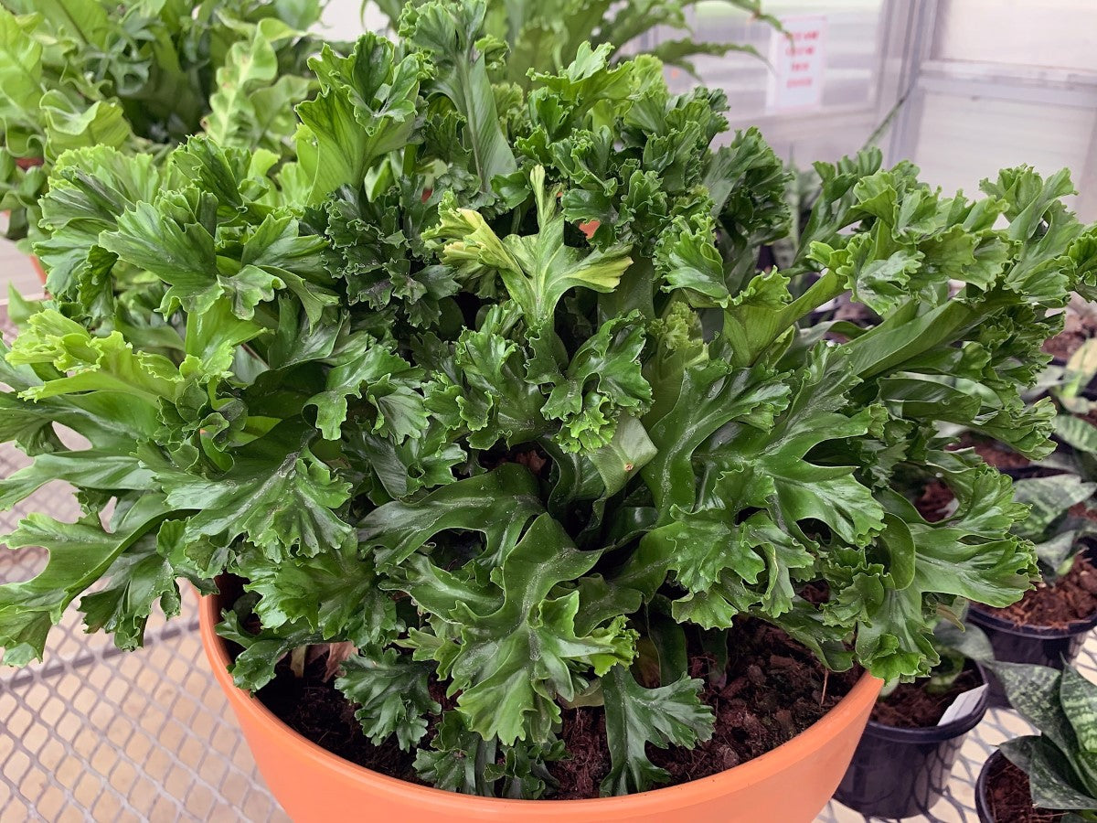 Asplenium antiquum - LESLIE - Crested Birds Nest Fern