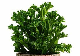 Asplenium antiquum - LESLIE - Crested Birds Nest Fern