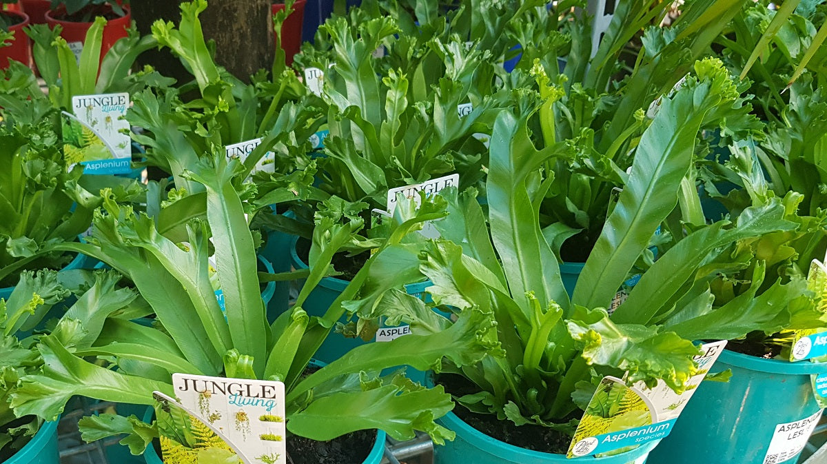 Asplenium antiquum - LESLIE - Crested Birds Nest Fern